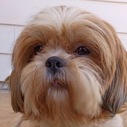Charlee - Shih Tzu