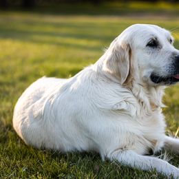 Lace - Golden Retriever