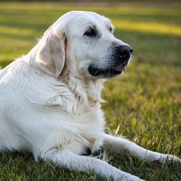 Lace - Golden Retriever