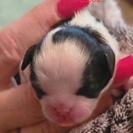 Girl 3 - Brindle and white Shih Tzu puppy in Round O, South Carolina from Carolina Kountry Shih Tzus