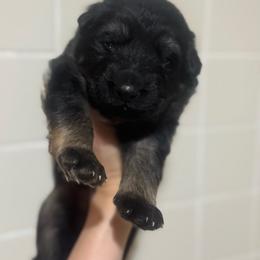 Black - Black and red male German Shepherd puppy in Pickens, South Carolina from Von Maqqedah Haus German Shepherds