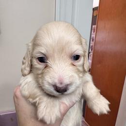Trina - Cream female Dachshund puppy in Grand Blanc, Michigan from KaMilira Shore Dachshunds