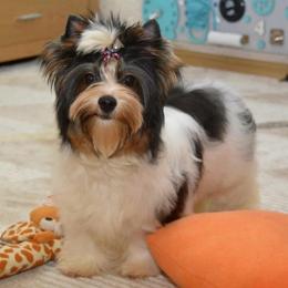 Diana - Biewer Terrier