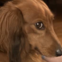 Whiskey - Dachshund