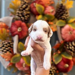 Boy 1 - Parti male Goldendoodle puppy in Elk Grove, California from Doodles by Faith
