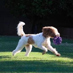 Ivy - Goldendoodle