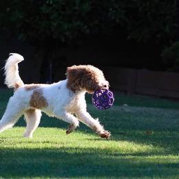 Ivy - Goldendoodle