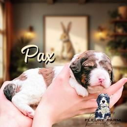 Pax - Brown male Whoodle puppy in Knoxville, Tennessee from Fleury Farm Doodles TN