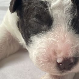 Boy 2 - Lagotto Romagnolo puppy from Adagio Lagotto
