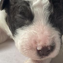 Boy 2 - Lagotto Romagnolo puppy from Adagio Lagotto
