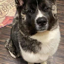 Akita from Tread Lightly Akitas