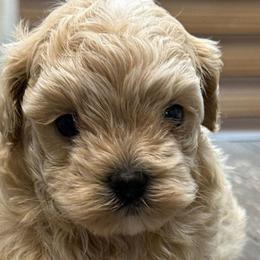 Maloney - Champagne male Maltipoo puppy in Lebanon, Kentucky from Mosaic Merle Doodles
