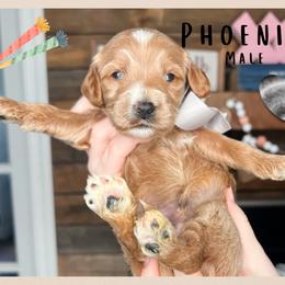 Phoenix - Red  male Goldendoodle puppy in Hilton, New York from The House of Goldendoodle