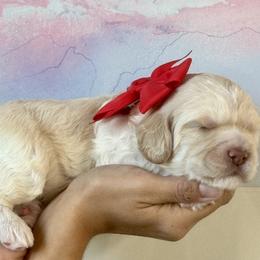 Red - Caramel male Australian Labradoodle puppy in Milton, North Carolina from Good Day Doodles