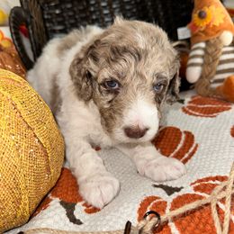 Snickerdoodle - Merle female Goldendoodle puppy in Greensboro, Georgia from B’s Doodles
