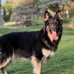 Ruby - Shiloh Shepherd