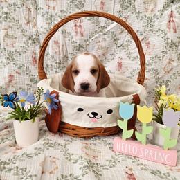 Mongo - Red and white male Basset Hound puppy in Bellaire, Ohio from Blessed Bassets