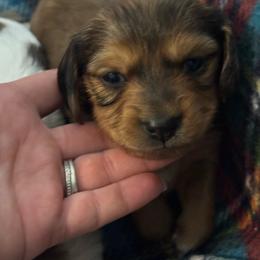 Shaded red dapple girl - Dapple female Dachshund puppy in Coeburn, Virginia from Southern Sweetheart Kennels