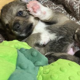 Boy 1 - Gray male Swedish Vallhund puppy in Minnesota from Maena Swedish Vallhunds
