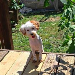 Cockapoo, Maltipoo, Morkie, and Yorkipoo Puppies from Mosaic Merle Doodles
