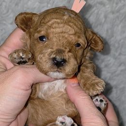 Peach Girl - Red  female Goldendoodle puppy in Vernon, Texas from Sugarland's Texas Goldendoodles