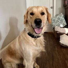 Hope - Golden female Golden Retriever puppy in Lodi, California from R3 Sport Dogs (R3 Goldens/ R3 Border Collies)