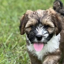 Tibetan Terriers from Willow Haven Kennels