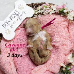 Cayenne (pink collar) girl - Apricot female Goldendoodle puppy in Corona, California from Fluffy Puppy Mini Doodles LLC