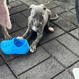 Argento - Blue fawn male Italian Greyhound puppy in Brooksville, Florida from Fisher Link