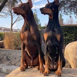 Doberman Pinscher Puppies from Wind River Dobermans
