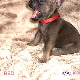 French Bulldog Puppies from Copa Frenchies