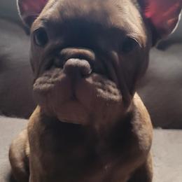 Reba - Tricolors French Bulldog puppy in Ocala, Florida from Southern Classic French Bulldog of Florida