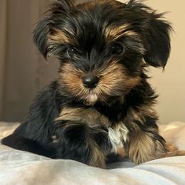 Brewster - Black and tan male Yorkshire Terrier puppy in Jacksonville, Florida from The Yorkie Shack
