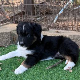 Roger - Black tri-color male Australian Shepherd puppy in Mount Vernon, Texas from RJ's Aussie Posse