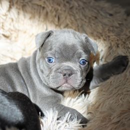 French Bulldog Puppies from Diamond Dog Frenchies