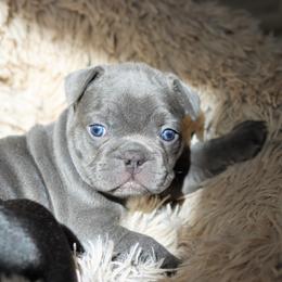 French Bulldog Puppies from Diamond Dog Frenchies