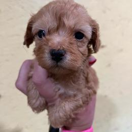 Reba - Red female Aussiedoodle puppy in Hickory Grove, South Carolina from Oopsie Doodles