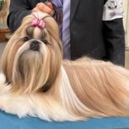 Shih Tzus from Southern Class Shih Tzu