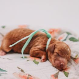 Teal Boy Cavapoo - Apricot male Cavapoo puppy in Mckinney, Texas from Doodles of North Tx