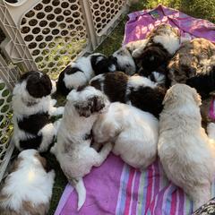 Border Collie and Bordoodle Puppies from Oregon Bordoodles
