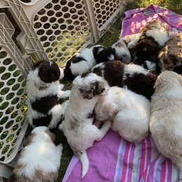 Border Collie and Bordoodle Puppies from Oregon Bordoodles