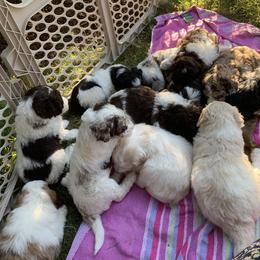 Border Collie and Bordoodle Puppies from Oregon Bordoodles
