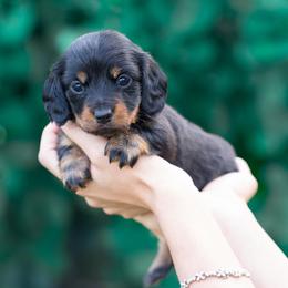 Coco - Black and tan female Dachshund puppy in Fort Myers, Florida from Blossom Paws