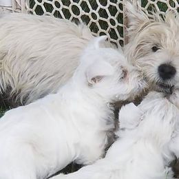 West Highland White Terriers from Broken Road Westies