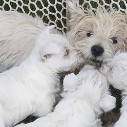 West Highland White Terriers from Broken Road Westies