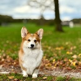 Coton de Tulear Puppies from Marnac