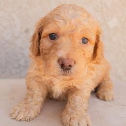 Aussiedoodle and Goldendoodle Puppies from Ever After Doodles Arizona
