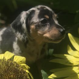 Dachshunds from Dynasty Empire Kennels