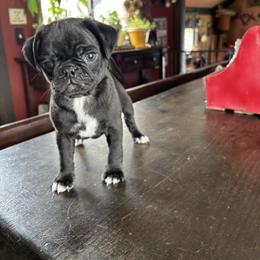 Girl 1 - Black female Pug puppy in Belmont, New Hampshire from Crazy Pugs Haven