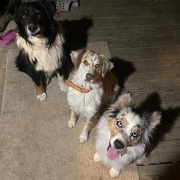Australian Shepherds from Owl Hollow Farm
